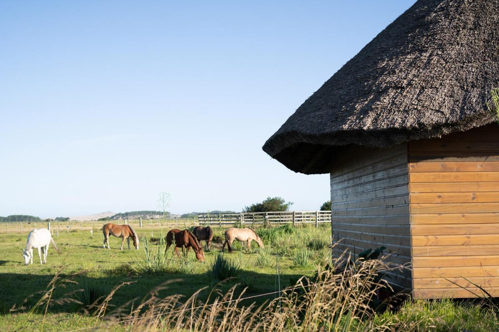 Los Chaja Ecolodge 바라 데 발리자스 외부 사진